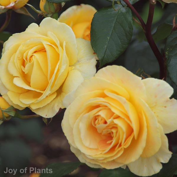 Awaiting product image