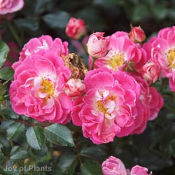 Rose Charmant - pink to orange