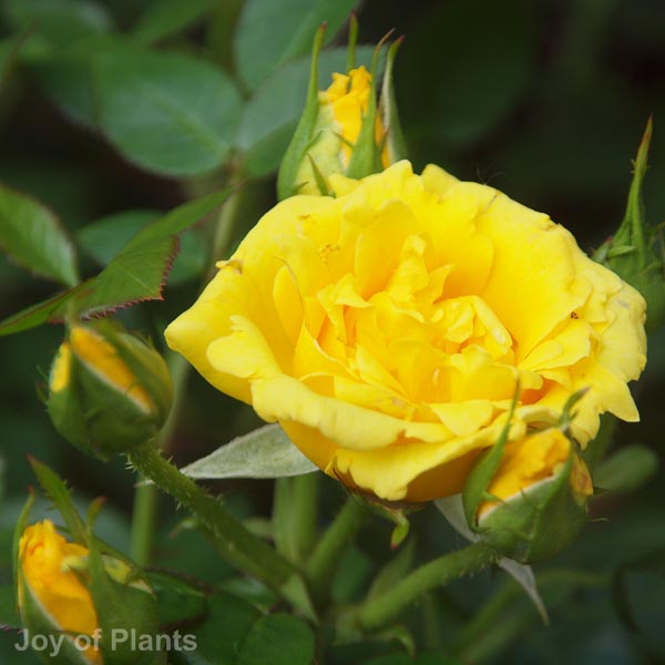 Awaiting product image