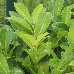 Prunus Laurocerasus Rotundifolia Extra Heavy 125-150cm RB