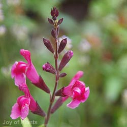 Salvia greggii Icing Sugar