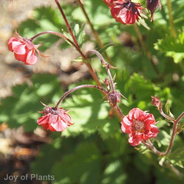 Awaiting product image