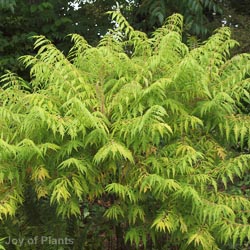 Rhus Typhina Dissecta