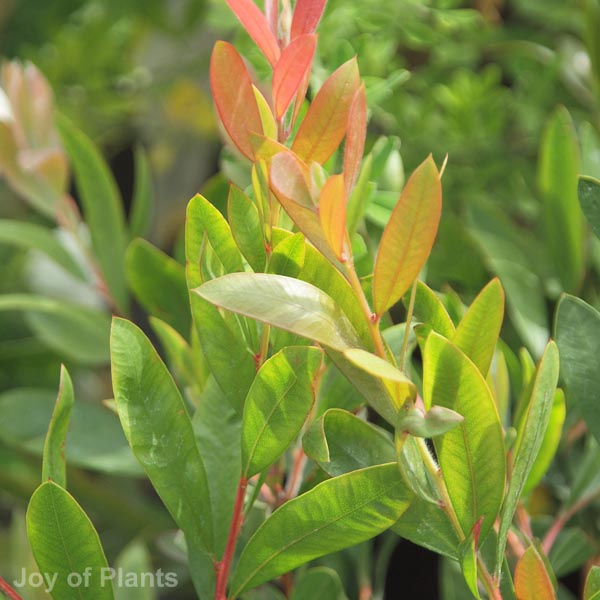 trochodendron araliodes - Image 3