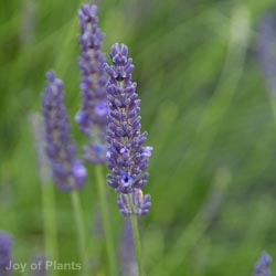 Lavandula Grosso