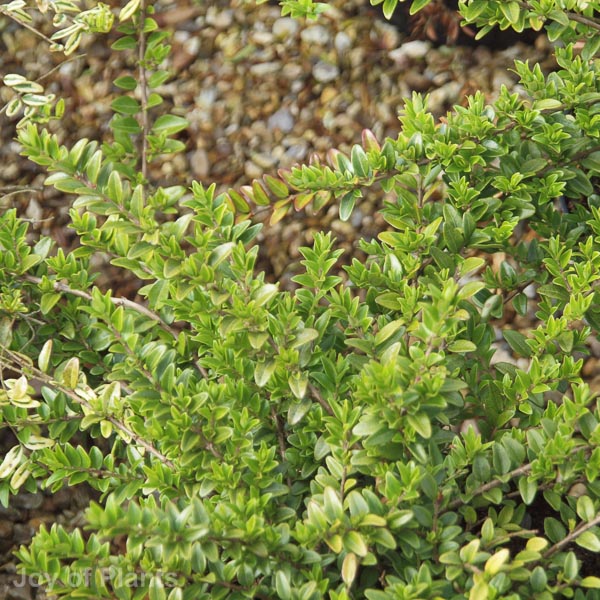 Awaiting product image