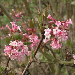 Viburnum Bodnantense Dawn