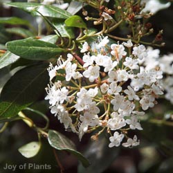 Viburnum Lucidum