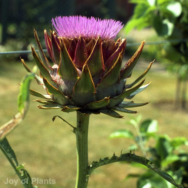 Awaiting product image