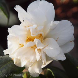 Camellia Japonica Silver Anniversary