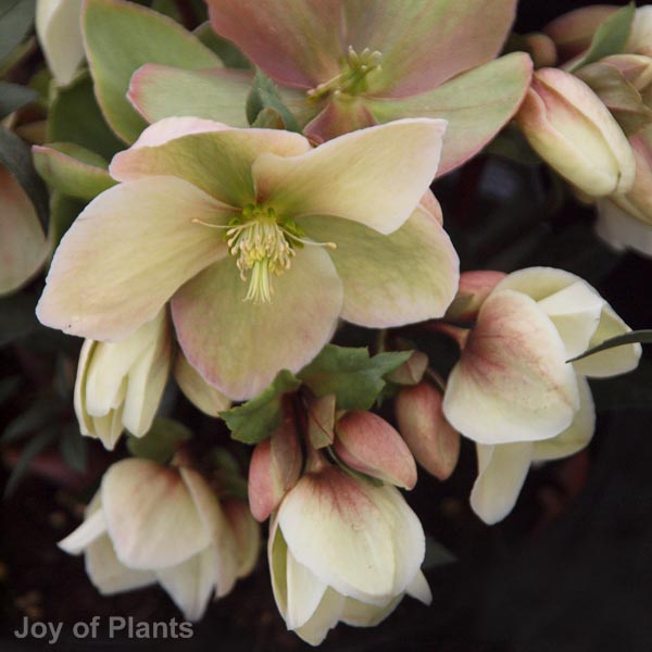 Awaiting product image