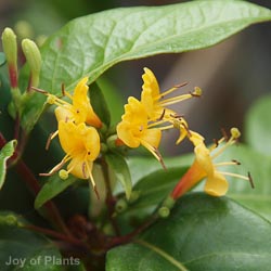 Lonicera Copper Beauty