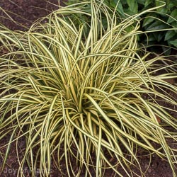 Carex oshimensis 'Evergold'