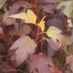 Physocarpus Diablo D'or