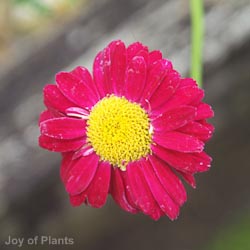 Tanacetum Robinsons Red
