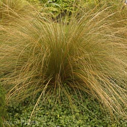 Carex conans Bronze