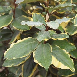 Elaeagnus Ebbiingei Viveleg