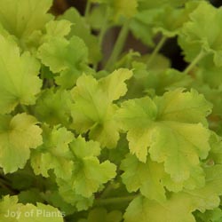 Heuchera Lime Marmalade