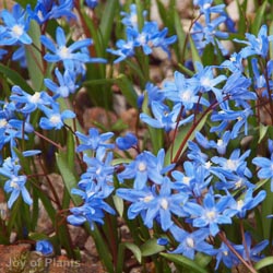 Chionodoxa luciliae