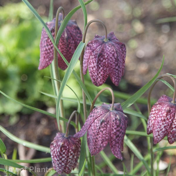 Awaiting product image