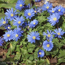 Anemone Mixed