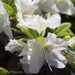 Azalea japonica Mary Helen