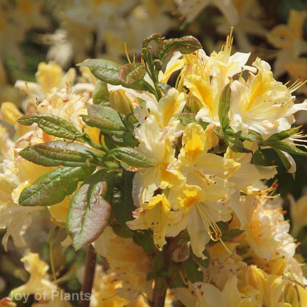 Awaiting product image