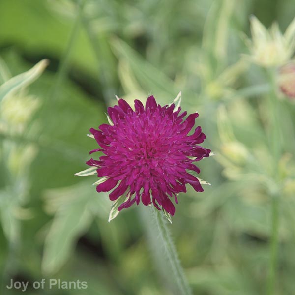 Awaiting product image