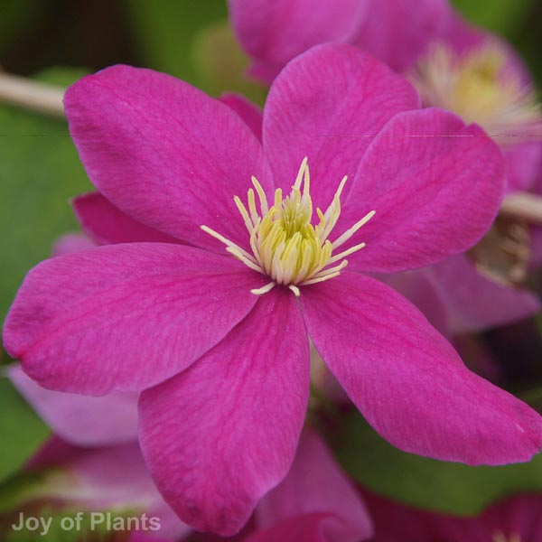 Awaiting product image