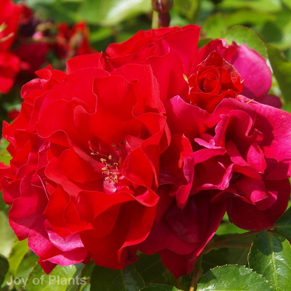 Awaiting product image