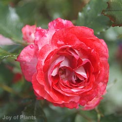 Rose My Mum