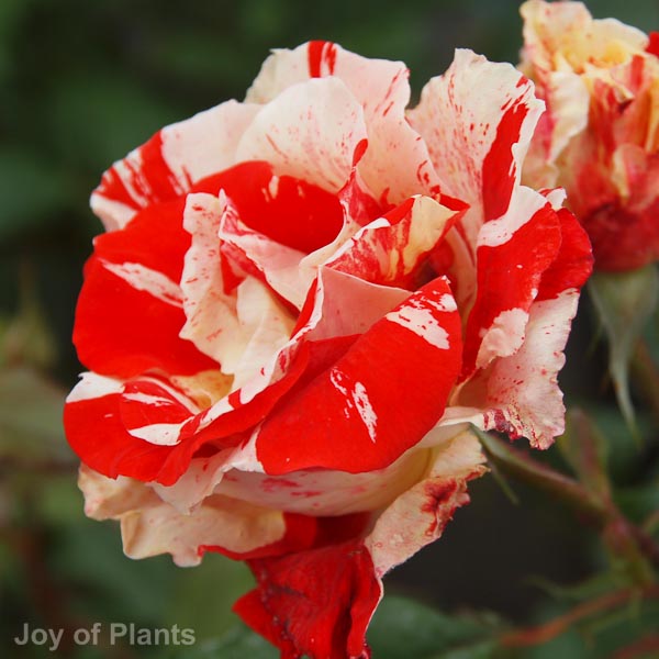 Awaiting product image