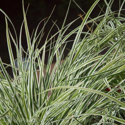 Carex oshimensis Everest