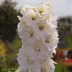 Delphinium Galahad