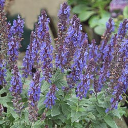 Salvia Blue queen