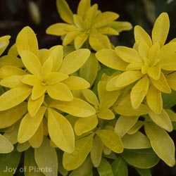 Choisya Ternata Brica 20-25cm 2L