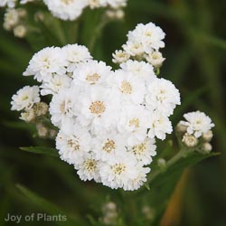 Achillea Ptarmica The Pearl 2L