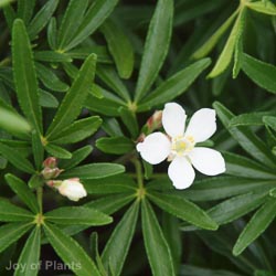 Choisya xdew Snow Flurries