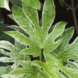 Fatsia jap Spiders Web