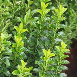Euonymus jap. Green Spire 5L