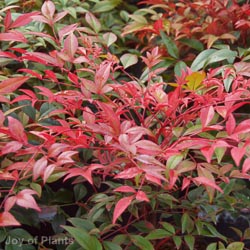 Nandina Domestica Obsessed
