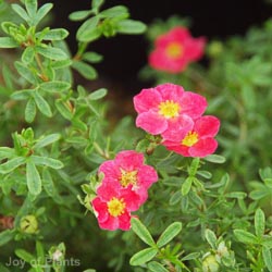 Potentilla Fruticosa Danny Boy