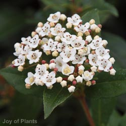 Viburnum tinus