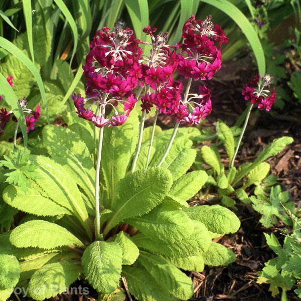 Awaiting product image