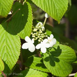 Viburnum plic Kilimanjaro