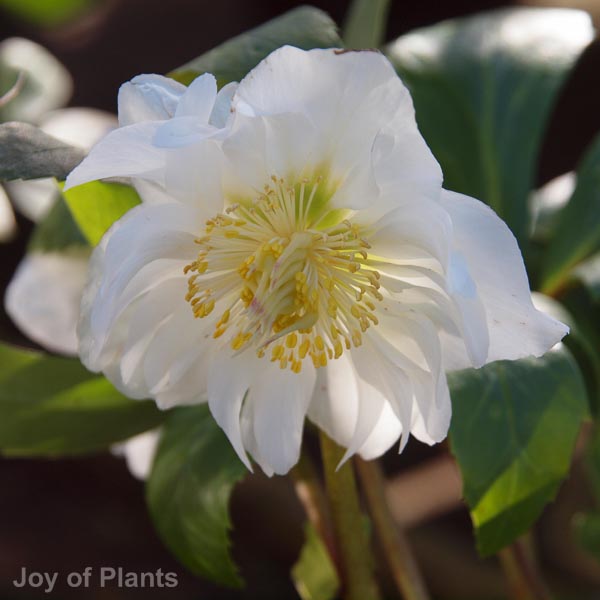 Awaiting product image