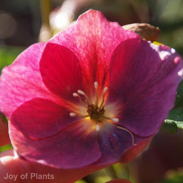 Awaiting product image