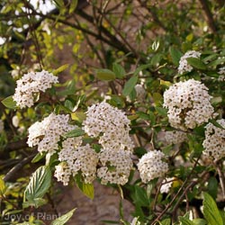 Viburnum Burkwoodii