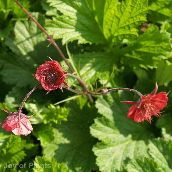 Awaiting product image