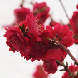 Prunus Persica Melred